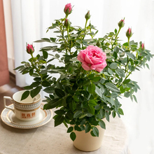 �¼����玧����õ�廨�����ļ��_���׻��҃��ֲ̨�����Ի������l