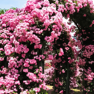Courtyard Climbing Rose Flower Sapling Mother Line Large Seedling Flower Plant Flower Potted Balcony Rose Blooming in All Seasons