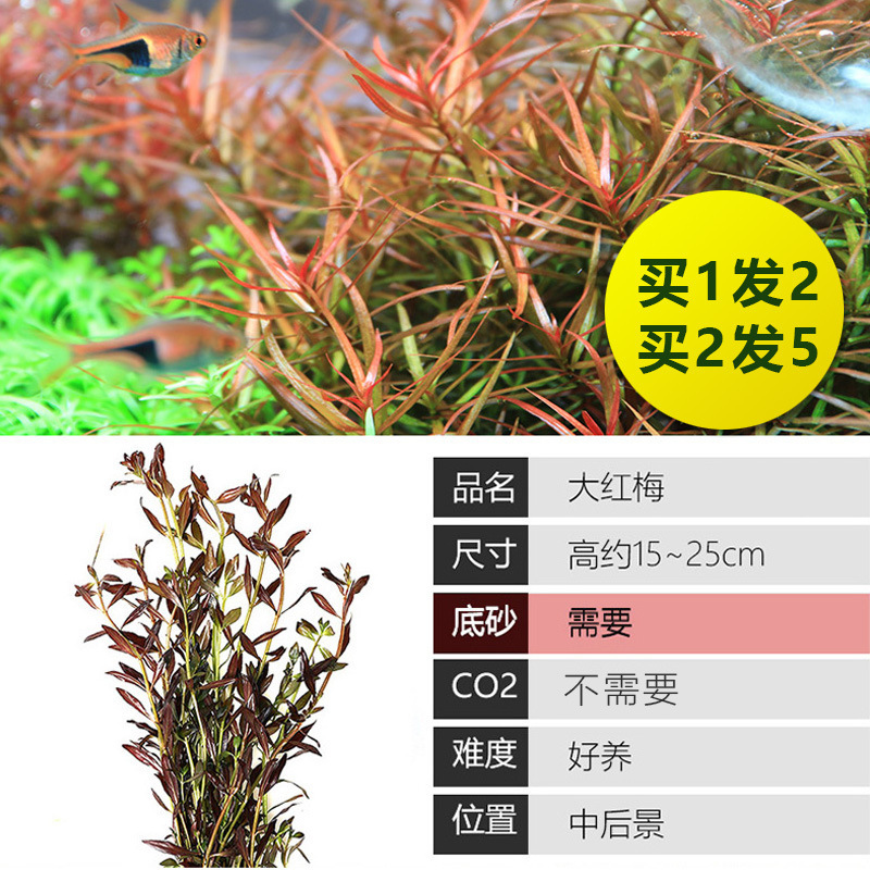 水槽造園パッケージ、水ヤシ、沈木、本物の水、淡水、無土壌植物、酸素化、低パール|undefined
