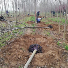 基地批发乔木园林绿化苗木鹅掌楸绿化苗马褂木大树8-30公分粗造林