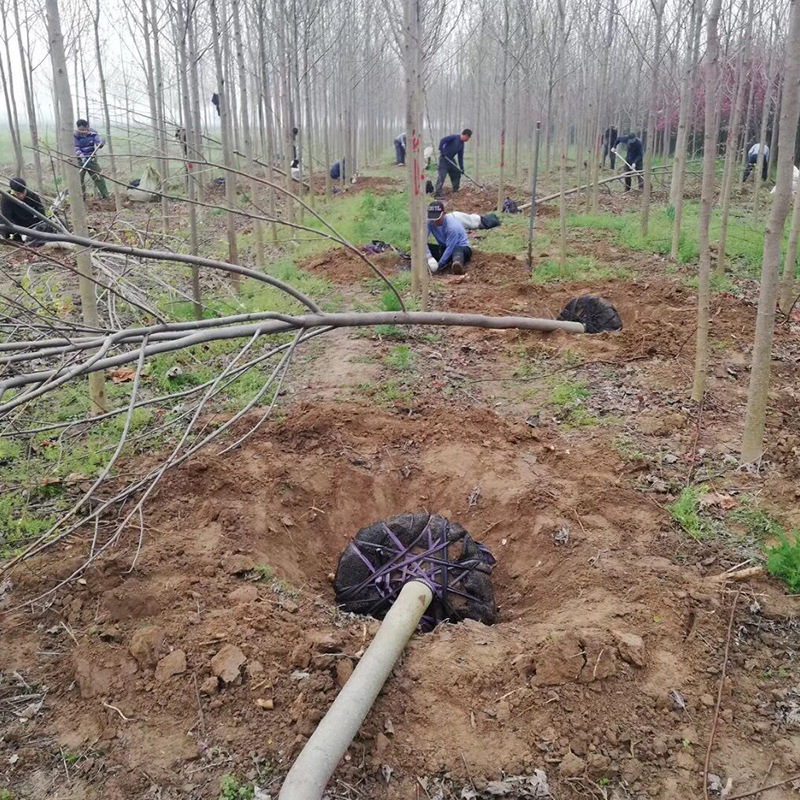 基地批发乔木园林绿化苗木鹅掌楸绿化苗马褂木大树8-30公分粗造林