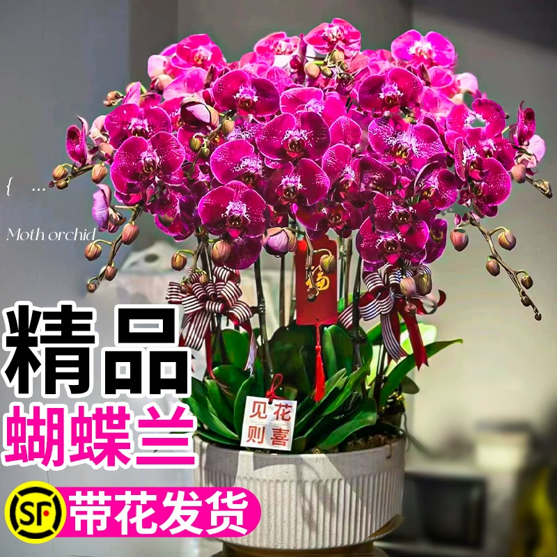 Растение фаленопсис в горшке с цветами, высококачественная орхидея с большими цветами, цветет зимой, подходит для комнатных зеленых растений в гостиной, легко ухаживать за рассадой цветов.