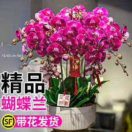 蝴蝶兰盆栽带花精品兰花大花冬季开花客厅室内绿植花卉好养活花苗
