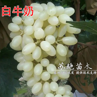 ��ţ�����ј�����������Ե����������ј����Ϸ������Nֲ����Y��