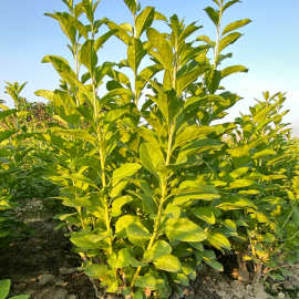 枸杞树苗食用枸杞叶苗大叶枸杞苗种植苗南方新鲜蔬菜枸杞子盆栽