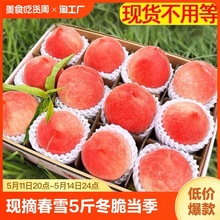 现货现摘春雪水蜜桃5斤 冬脆桃毛桃当季时令整箱孕妇桃子新鲜水果