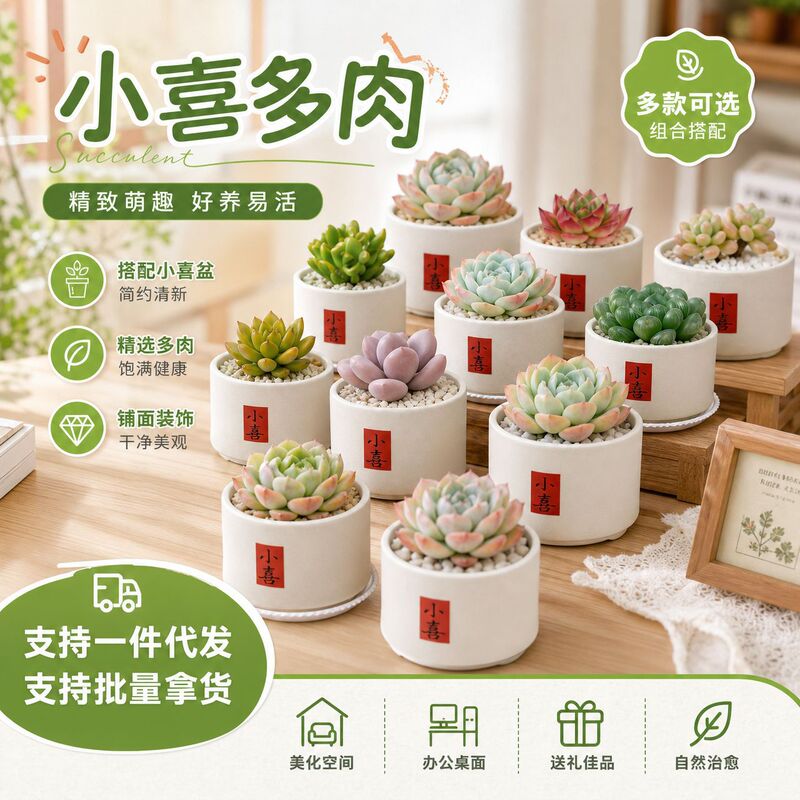 Cute Indoor Desktop Plant Set for Kindergarten, Easy to Care for and Maintain, Small Succulent Plants in Small Pots