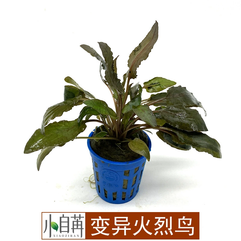 Мутированный Фламинго Перец Трава Настоящая Водная Трава Живая Оптовая Аквариум Пейзаж Аквариум Декоративные Украшения Отрицательный Хорошее Кормление