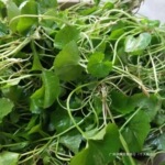 云南德宏傣家新鲜蔬菜 马蹄菜 铜钱草崩大碗 雷公根 灯盏菜积雪草