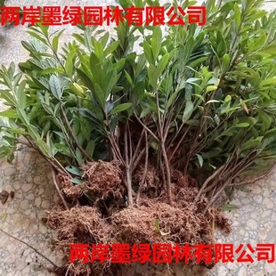 ���N�� ë�NС�紺�N���ļ������_��ֲ�� �ļ����N ӳɽ�të���N