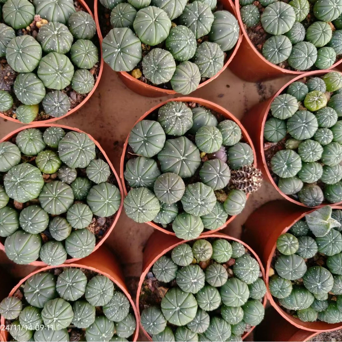 Xingdou Canomeball Xiaомяо Planet комбинированный пакет цветет