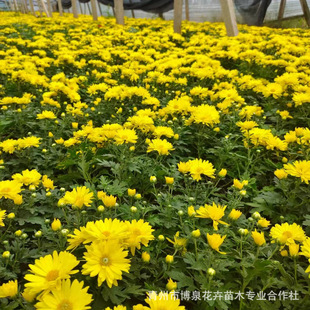 Base Wholesale National Day Chrysanthemum Two-Color Cup Potted Seedlings Flower Arrangement Rental Flower Festival Flower Sea National Day Chrysanthemum