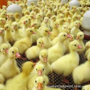 С�Z�����N���Z����B�����Z���Ӯa���Z�ļ��ZÓ������С�Z�r��