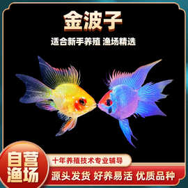 武点水族渔场批发金波子阿凡达凤凰鱼皮卡丘宝篮球热带观赏鱼小型