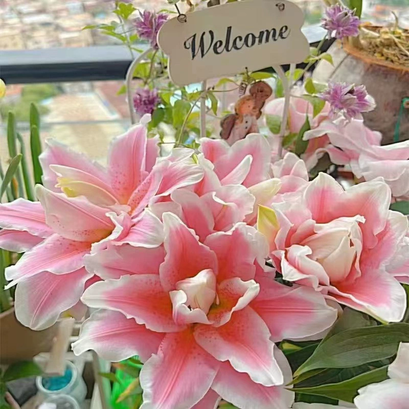 Импортированные парфюмерные лилии цветочные шарики горшечные цветы зеленые растения Цветущие четыре сезона цветущие рассады легко жить