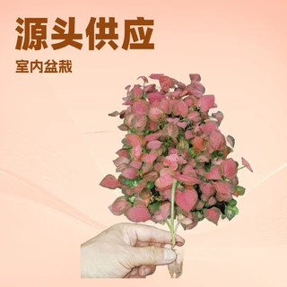 源头厂家供应办公室内观赏小盆栽植物苹果红合果芋园林花卉苗批发