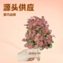 办公园林植物源头花卉苗