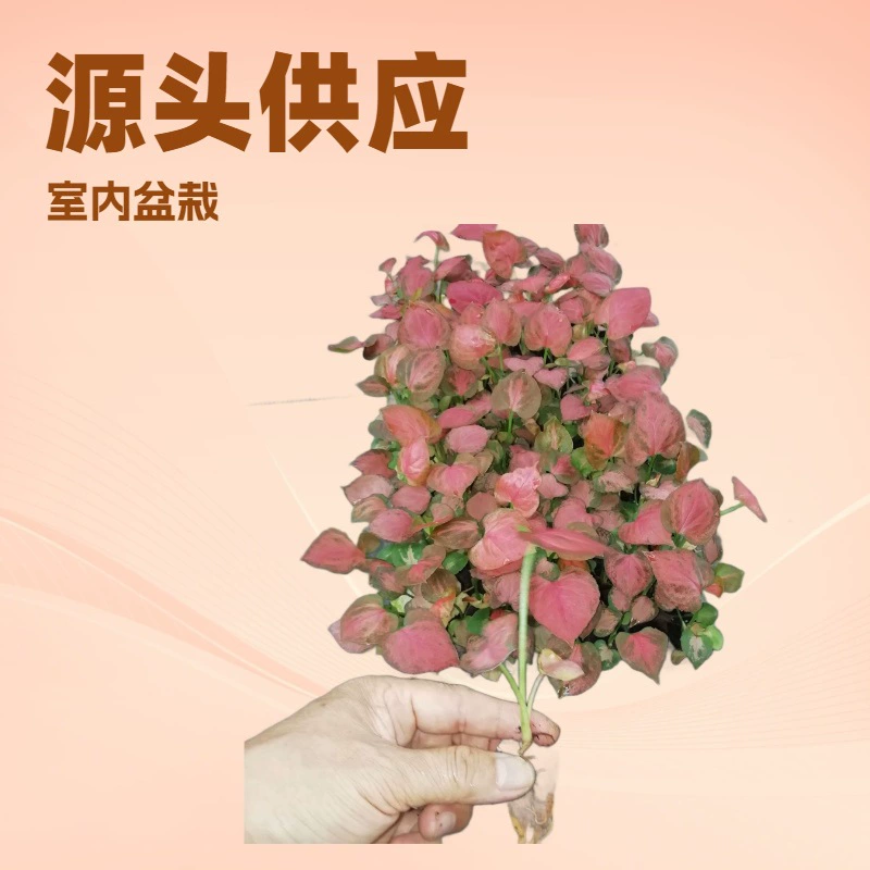 Производитель поставляет небольшие комнатные декоративные растения в горшках для офисов, красный таро, рассаду садовых цветов оптом.