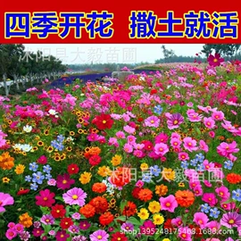 乔木;灌木;盆栽