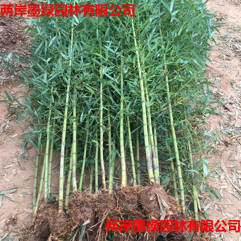 Саженцы бамбука, садовые растения, фиолетовый бамбук, бамбук архат с инкрустацией золота, северный морозостойкий, вечнозеленый, крупномасштабные зеленые саженцы бамбука, посаженные в землю.