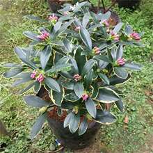 金边瑞香盆栽浓香型带花苞室内老桩客厅观花植物耐寒花卉四季开花