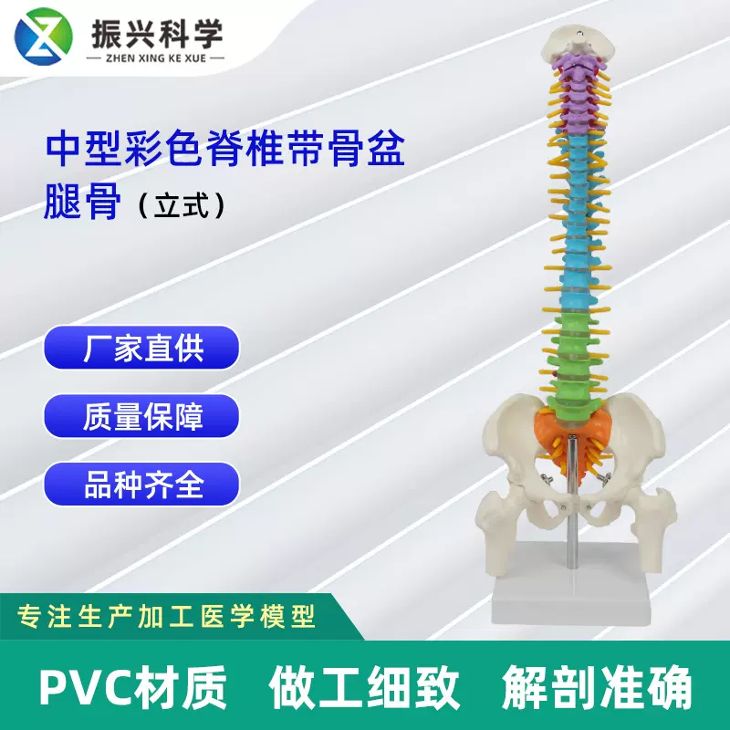 中型彩色脊椎带骨盆腿骨（立式）人体脊椎模型医学教学模型