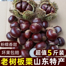 板栗生新鲜2024年新鲜板栗山东老树油栗生栗子婚用板栗10斤