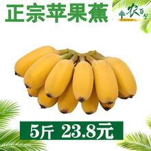 蘋果蕉正宗超甜小香蕉香蕉水果蘋果粉蕉芭蕉西貢蕉廣東banana水果