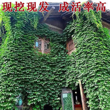 爬山虎爬藤植物苗室外爬墙虎扦插苗速爬山虎爬墙花苗四季盆栽遮阳