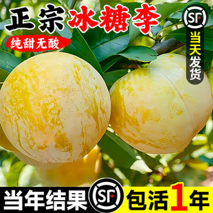 �������Ә������A����������Ʒ�N��t���ش�̖�Ϸ������Nֲ��÷��