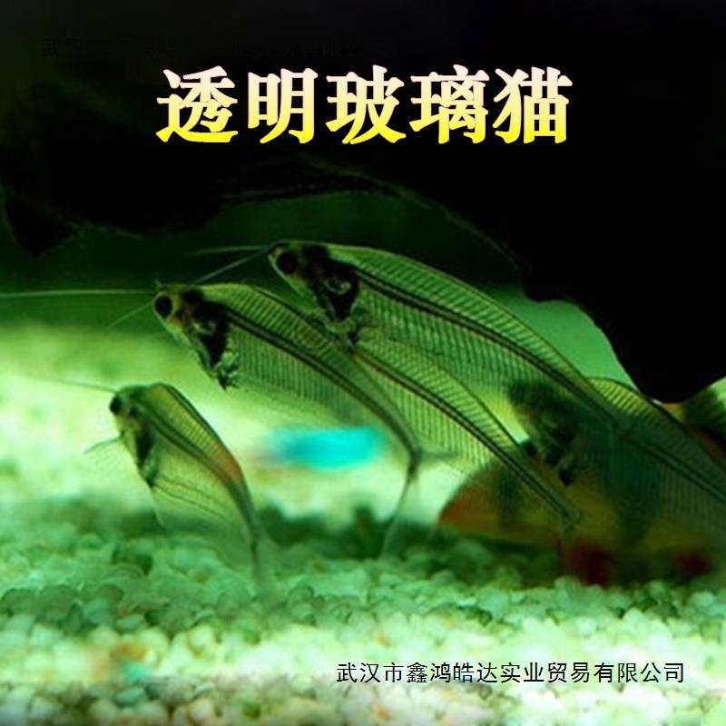 玻璃猫鱼5条装 透明鱼热带观赏鱼活体水族世界能看见鱼刺的鱼