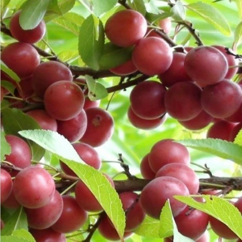 Кальциевые фруктовые семена, новые кальциевые фруктовые семена, семена европейской сливы, высококачественные кальциевые фруктовые семена, сельскохозяйственные кальциевые фруктовые семена