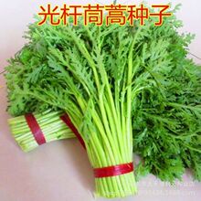 光杆茼蒿种子皇帝菜种籽无纤维青菜叶菜四季蔬菜种子阳台庭院种植