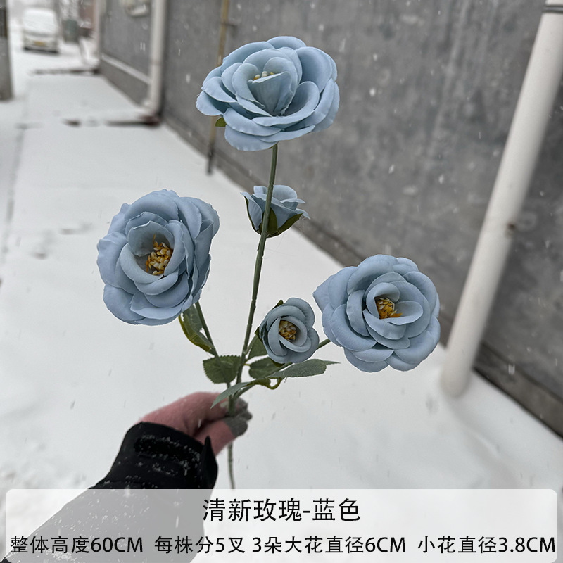 신선한 장미