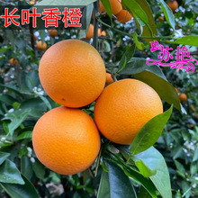 �L�~���������������޽�����Ʒ�N�̽����S���˘������68̖