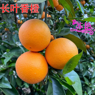 �L�~���������������޽�����Ʒ�N�̽����S���˘������68̖