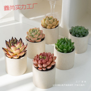 succulent small potted office meat green plant novice good feed combination succulent potted other general purpose