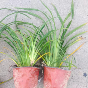 �������l���G��� ����r�񃞻ݻ����ر�ֲ��