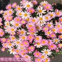 玛格丽特木春菊鲜花盆栽室内阳台庭院四季开花好养易活带花带花苞