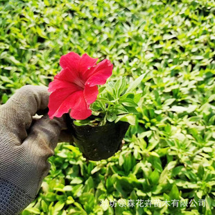 Seasonal Florals, Green Plants, Morning Glory Potted Plants, Festival Rentals, Courtyard Morning Glory Seedlings, Color Full Morning Glory Seedling Base