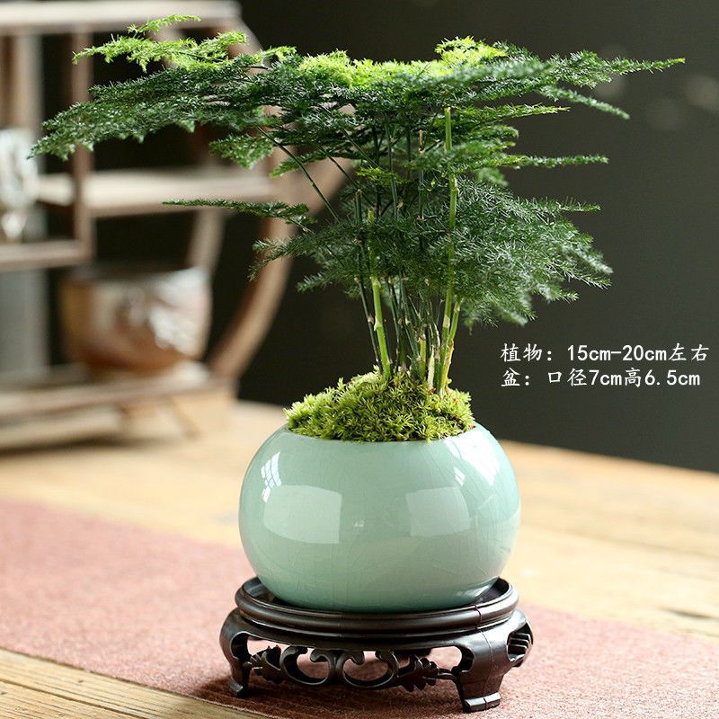 게야오 블루 + 트레이 + 아스파라거스 심기