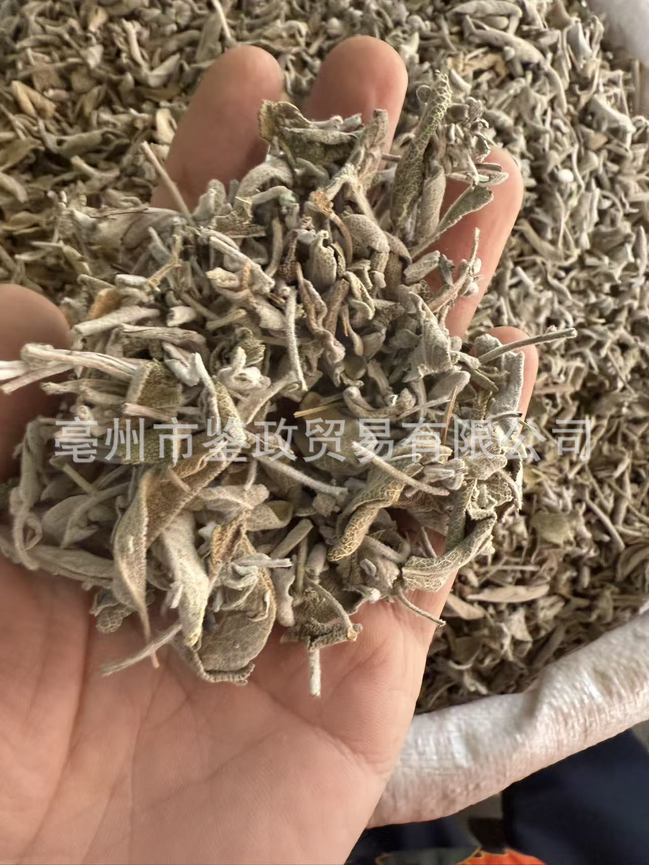 Dried Sage Leaves 500g Salvia officinalis Culinary Herb for Western Cooking and Herbal Tea quality and texture