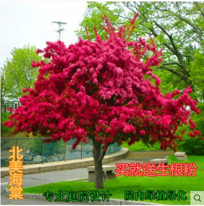 Саженцы Бегонии с высоким стеблем Сифу Бегония шелковистая Бегония Североамериканские саженцы бегонии двор наземная посадка Зеленые саженцы