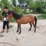 景区活体租赁骑乘矮马