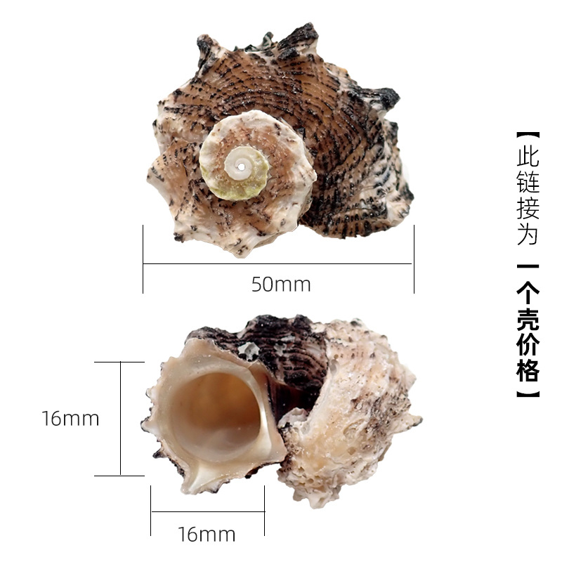 X09 해마 달팽이 소형 크기는 3-4cm 게에 적합합니다.