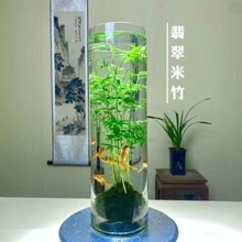 米竹水培鱼缸玻璃瓶带根苔藓球植物室内禅意盆栽凤尾竹观音竹竹子