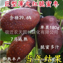种君迁子软枣树苗嫁接无核黑枣苗南北方种植盆栽地栽当年结新品种