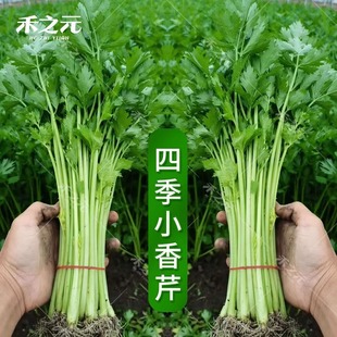Four Seasons Small Parsley Seeds Collection Celery Seedlings Seeds Seedlings Celery Seeds Seasonal Green Rapeseed Vegetable Seeds Farmhouse