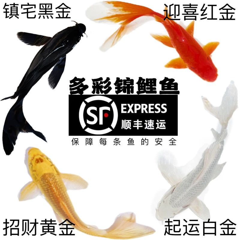 Koi fish live fish cold water fresh water fry ornamental fish goldfish small size easy to raise and live purebred red and white three-color free shipping