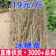 现晒冰糖草甘草珠子草假甘草干品土草四时茶批发代发